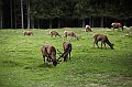 CERVI AL PASCOLO